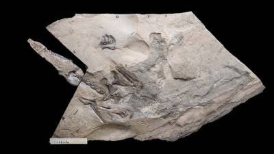 'Superbly preserved' pterosaur fossil discovered in Scotland - fox29.com - China - Britain - Scotland - state Indiana - Brazil