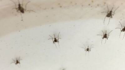Chuck Schumer - Certain colors attract mosquitoes, study shows - fox29.com - New York - city Seattle - Washington