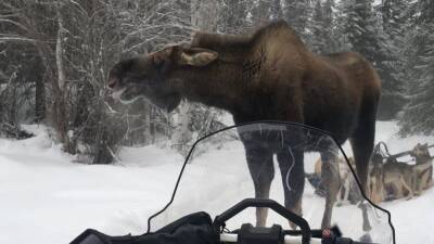 'Never felt so helpless': Moose attacks Iditarod sled dog team for nearly an hour - fox29.com - state Alaska - Poland