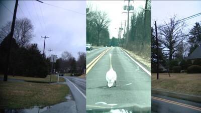 Talk of the town: Swan spotted strutting down street in Bucks County community - fox29.com - county Bucks