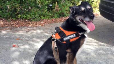 Shelter dog turned K-9 hero inspires Netflix movie - fox29.com - Australia - state South Carolina - state Rhode Island