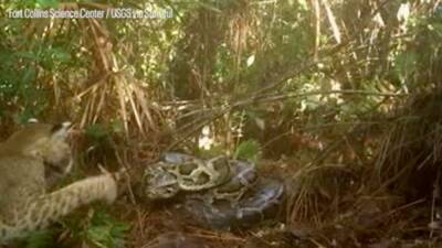 Watch: Trailcam spots python defending eggs from hungry bobcat - fox29.com - state Florida - state Colorado - Burma
