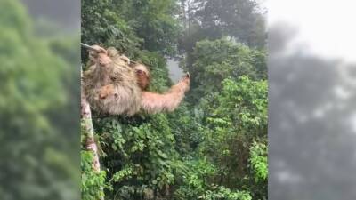 Child collides with sloth on zip line in Costa Rican rainforest - fox29.com - Costa Rica