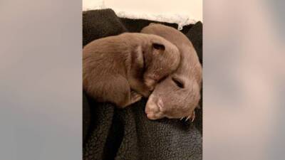 Northern California man pleads guilty to taking 2 baby bears from their den - fox29.com - state California - city Sacramento - county Shasta
