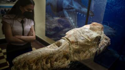 Scientists unearth origins of ‘marine monster’ skull from Peru - fox29.com - city Lima - Peru