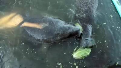 After 4 months and 160,000 pounds of lettuce, Florida plans to wind down manatee feeding program - fox29.com - state Florida - state Ohio - county Manatee
