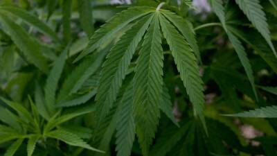 Senate unanimously passes marijuana research bill - fox29.com - Usa - county Andrew - state Iowa - state Hawaii - state Maine