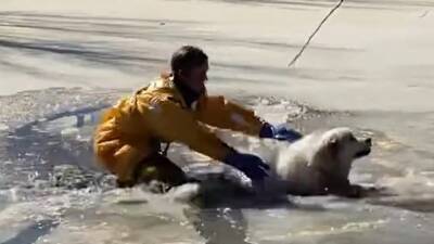 Dog rescued after getting stuck in frozen Colorado pond - fox29.com - state Colorado - county Douglas