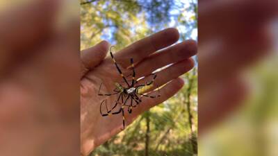 Invasive Joro spiders could take over East Coast, study says - fox29.com - China - Taiwan - Japan - Usa - Georgia