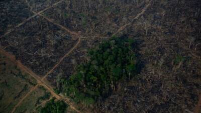 Joe Biden - Nearly 80% of Amazon rainforest shows signs of loss, study finds - fox29.com - Britain - Argentina - Brazil