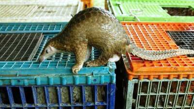 SARS-CoV-2 related coronaviruses found in confiscated pangolins. Read here - livemint.com - China - city Beijing - India - Vietnam - province Yunnan - region Guangxi - county Frontier