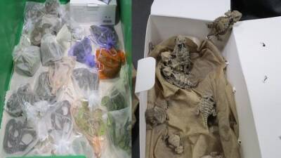 U.S. border authorities find 52 reptiles hidden in man's clothing - fox29.com - Usa - state California - county San Diego - Mexico