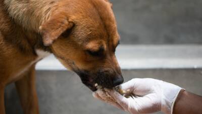 Most dog owners are improperly feeding their pets, study finds - fox29.com - France - Washington - state North Carolina