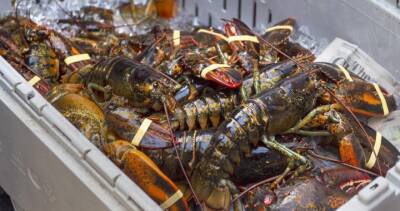 ‘Our lobsters are gold plated now’: Atlantic Canada lobster exports, prices soar - globalnews.ca - Usa - Canada - county Atlantic