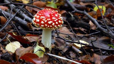 ‘Magic’ mushroom ingredient could help with depression, study finds - fox29.com - Usa - city London