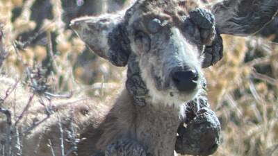 Unsightly deer concerns Coloradoans, wildlife officials respond - fox29.com - state Maryland - state Colorado