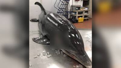 Dolphin found dead after being impaled on Florida beach, law enforcement says - fox29.com - state Florida - state Texas