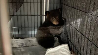 Officers rescue orphaned bear cub after car accident kills its entire family - fox29.com - state Massachusets - state New Hampshire