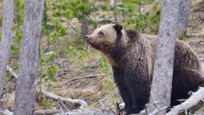 Father and son sentenced for illegally killing grizzly bear, leading to cub’s death - fox29.com - county Park - state Montana - state Wyoming - county Fremont - state Idaho - Boise, state Idaho