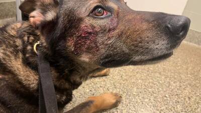 Man allegedly bites, stabs Fairfield police K9 dog - fox29.com - county Fairfield