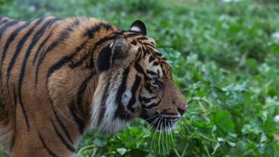 3 Sumatran tigers killed by animal traps as worldwide numbers dwindle to 400 - fox29.com - Indonesia - Greece - county Park