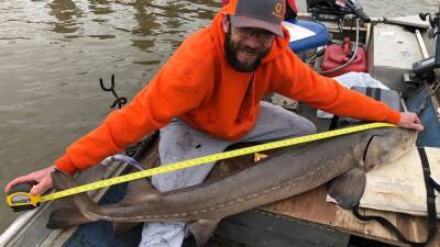 Missouri fisherman catches 50-pound rare sturgeon - fox29.com - county Lake - state Missouri - county Ozark