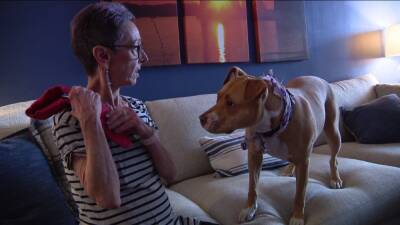Dog of terminally ill Philadelphia woman receives hundreds of adoption requests - fox29.com - state California - county Alexander