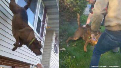 Dog leaps from window to escape burning Berks County home - fox29.com - county Berks