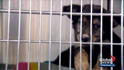 Calgary animal rescues seeing surge in dog surrenders - globalnews.ca