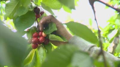 Okanagan fruit growers react to foreign worker quarantine program ending - globalnews.ca