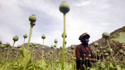 Joe Raedle - Taliban announce poppy production ban in Afghanistan - fox29.com - Afghanistan - city Kabul, Afghanistan