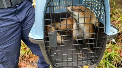 Capitol Hill fox that 'nipped' congressman captured - fox29.com - Washington - state Virginia - Chad