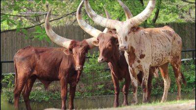 Philadelphia Zoo needs help naming its three newest residents: The Ankole-Watusi cattle - fox29.com