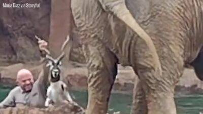Watch: Man saves drowning antelope after elephant alerts zoo staff - fox29.com - state Florida - city Tampa, state Florida - city Guatemala