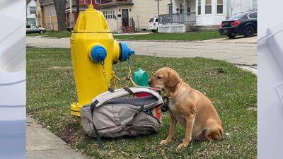 Wisconsin dog tied to hydrant adopted on 1st day available - fox29.com - county Bay - state Wisconsin - county Green