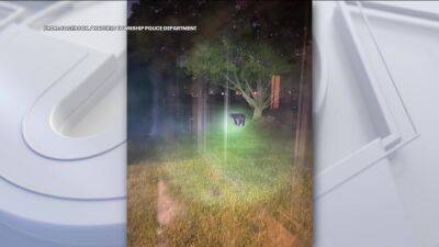 Bear on the loose in Montgomery County, officials say - fox29.com - state Pennsylvania - county Montgomery
