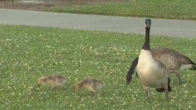 Animal lovers upset geese could be killed over excessive poop - fox29.com - Usa - county Hall - county Foster