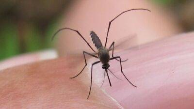 Mosquitoes prefer biting people wearing these colors, study says - fox29.com - state Florida - Washington