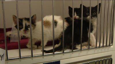 Itty Bitty Kitty Committee: ACCT Philly looking for volunteers to bottle-feed kittens - fox29.com