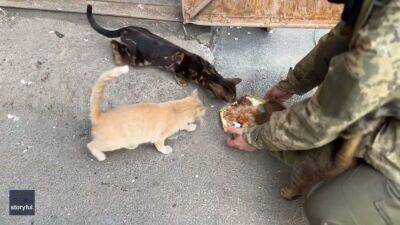Ukrainian soldiers feed pets left behind in Kharkiv after neighborhood evacuated - fox29.com - Russia - Ukraine - city Donetsk