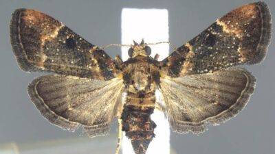 Rare moth not seen in 110 years found in luggage at Detroit airport - fox29.com - Philippines - city Detroit - Mexico