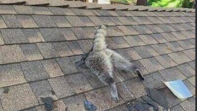 Crazy sight! Raccoon gets stuck face-first in Santa Cruz roof - fox29.com - county Santa Cruz