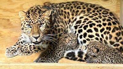 2 extremely rare leopard cubs born at Saint Louis Zoo - fox29.com - China - Russia - county St. Louis - city Detroit - North Korea