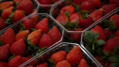 Strawberries sold in grocery stores across the country recalled after Hepatitis A outbreak - fox29.com - Usa - state California - state Minnesota - state North Dakota