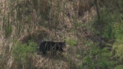 Upper Darby - Bear spotted in Delaware County woods, police say - fox29.com - state Pennsylvania - state Delaware