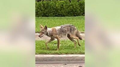 Coyote attacks 2-year-old outside Dallas home - fox29.com - county Lake