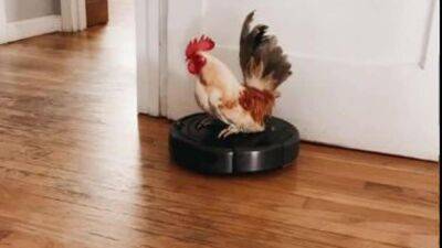 Stanley the rooster surfs on a vacuum cleaner in California - fox29.com - state California - county Bay - county San Luis Obispo
