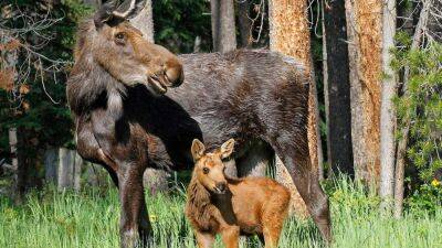Moose trampled woman to protect her newborn, wildlife officials say - fox29.com - Los Angeles - county Park - county Forest - state Colorado