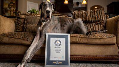 World's tallest dog confirmed: Meet 'Zeus' the Texas Great Dane - fox29.com - Australia - Washington - state Texas - county Bedford - state Michigan - county Dane