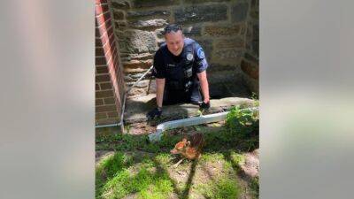 Pennsylvania police officer rescues fawn heard yelling in window well - fox29.com - state Pennsylvania - county Montgomery